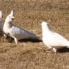 Wild Little Corellas interact with each other