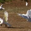 Wild Little Corellas play in a field