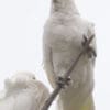 Wild Little Corellas perch on a branch