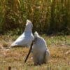 A wild Little Corella plays with a stick while another stands