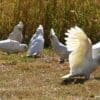 A wild Little Corella plays with a chunk of wood while others forage in the background