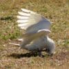 A wild Little Corella plays with a twig