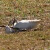 A wild Little Corella plays with a stick