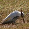 A wild Little Corella plays with a stick