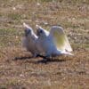 Wild Little Corellas strut in a field