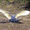 Wild Little Corellas wrestle