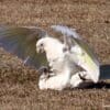 Wild Little Corellas mock fight in a field