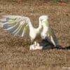 Wild Little Corellas play fight in a field