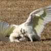 Wild Little Corellas play fight