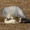 Wild Little Corellas wrestle