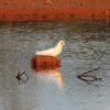 A wild Little Corella drinks at a waterhole