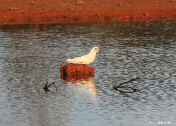 A wild Little Corella drinks at a waterhole