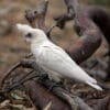 A wild Little Corella perches on a branch