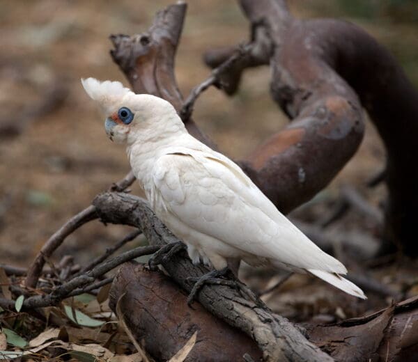 A wild Little Corella perches on a branch