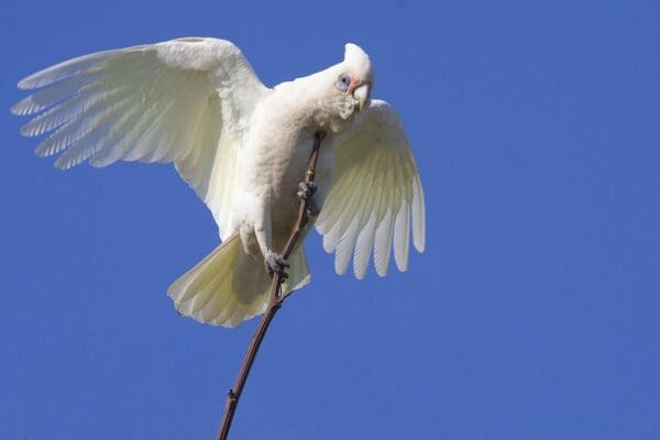 A wild Little Corella spreads its wings