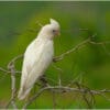 A wild Little Corella perches on a twig