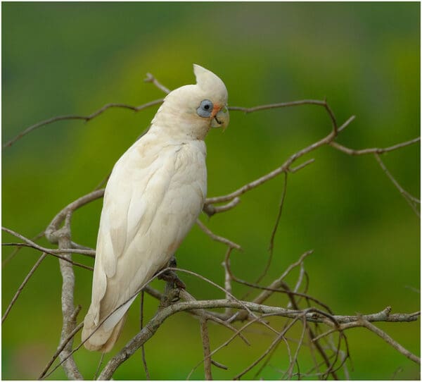 A wild Little Corella perches on a twig