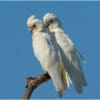 A wild Little Corella pair perches on a limb