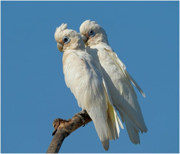 A wild Little Corella pair perches on a limb