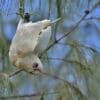 A wild Little Corella dangles from a tree