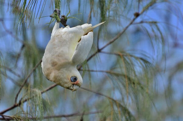 A wild Little Corella dangles from a tree