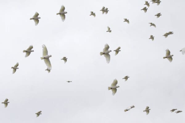 A flock of wild Little Corellas soars in the sky