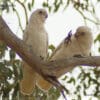 Wild Little Corellas play on a branch