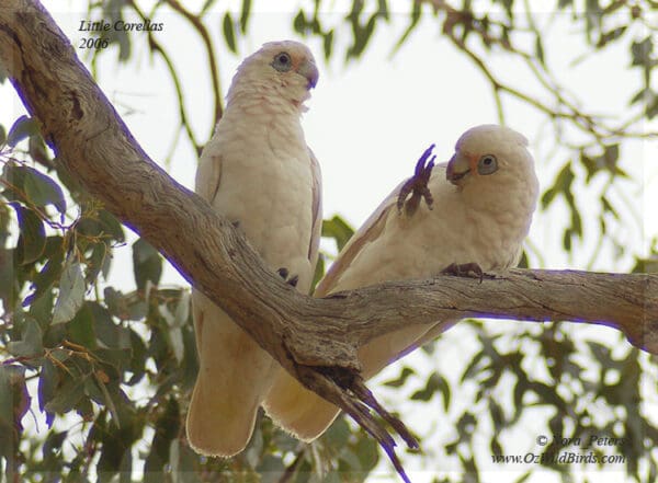 Wild Little Corellas play on a branch