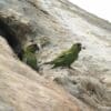 Wild Maroon-fronted Parrots perch near a nest cavity