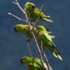 Wild Maroon-fronted Parrots cling to a tree