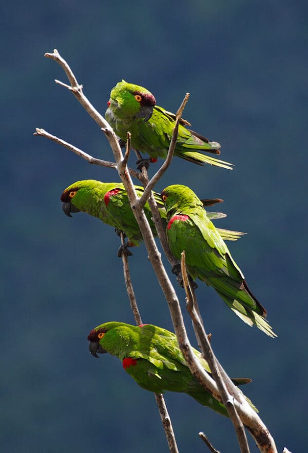 Wild Maroon-fronted Parrots cling to a tree