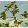 Wild Maroon-fronted Parrots perch in a tree