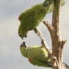 Wild Maroon-fronted Parrots interact