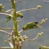 Wild Maroon-fronted Parrots explore an Agave plant