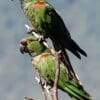 Wild Maroon-fronted Parrots perch in a tree