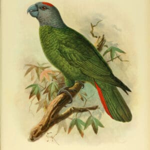 An illustration depicts an extinct Martinique Amazon