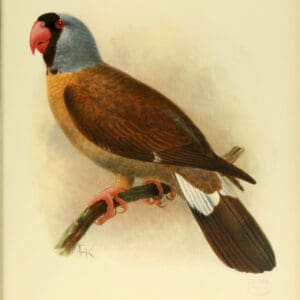 An illustration depicts an extinct Mascarene Parrot