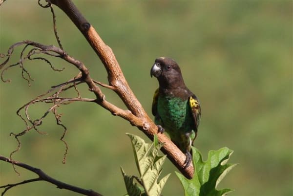 Meyer’s Parrot Ecology Research