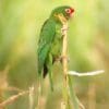 A wild Mitred Conure clings to a grass stem