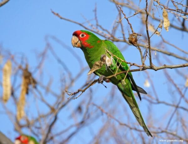 A feral Mitred Conure perches on a twig