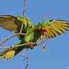 A feral Mitred Conure perches on a twig