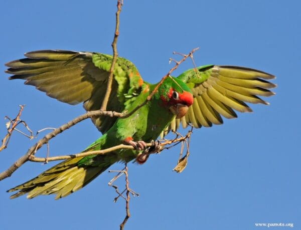 A feral Mitred Conure perches on a twig