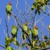 A flock of feral Mitred Conures perches and contact calls