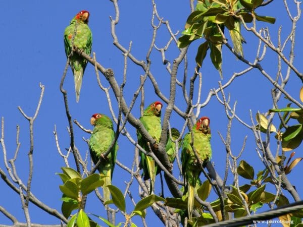 A flock of feral Mitred Conures perches and contact calls