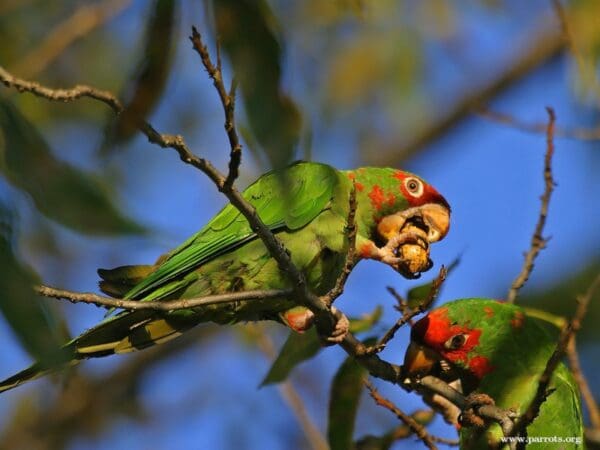 A feral Mitred Conure feeds