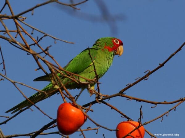 A feral Mitred Conure perches in a persimmon tree