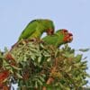 Feral Mitred Conures feed on berries