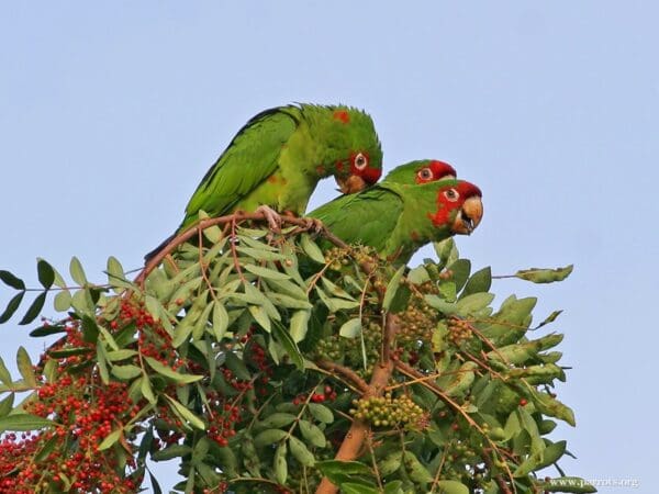 Feral Mitred Conures feed on berries