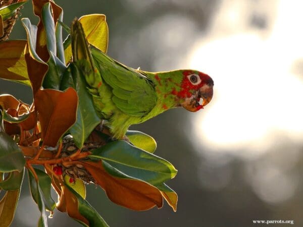 A feral Mitred Conure feeds on fruits