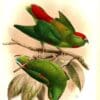 An Iilustration depicts Moluccan Hanging Parrots